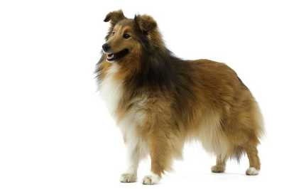 Logo Le Cèdre Enchanté