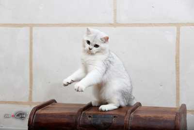 Logo Le Cèdre Enchanté