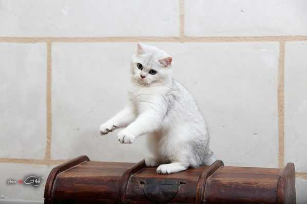 Logo Le Cèdre Enchanté