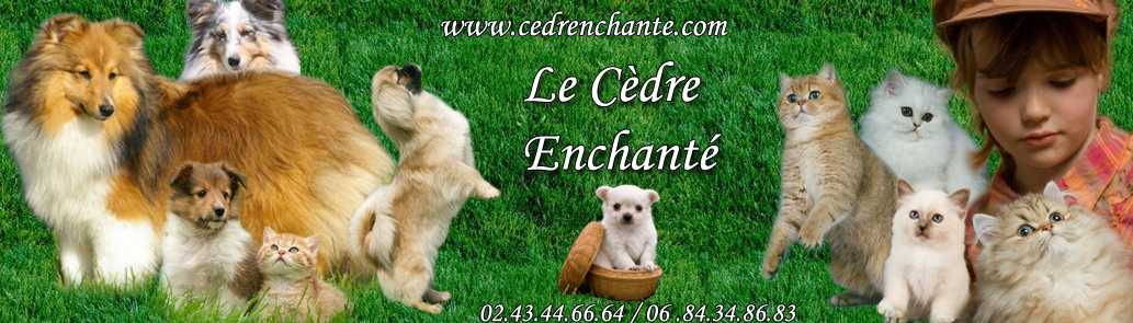 Elevage du Cèdre Enchanté