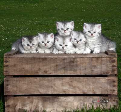 Logo Le Cèdre Enchanté