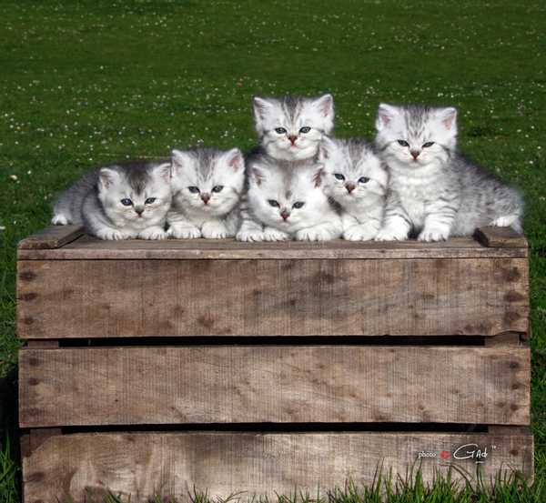 Logo Le Cèdre Enchanté