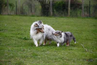 Logo Le Cèdre Enchanté