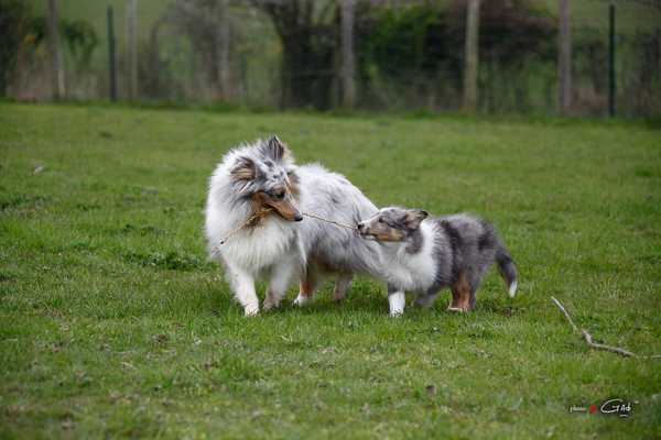 Logo Le Cèdre Enchanté
